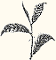 Tea Plant Photo