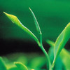 Tea Plant Photo